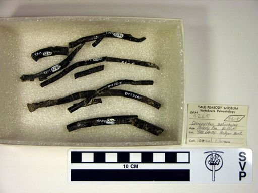 Deinonychus antirrhopus