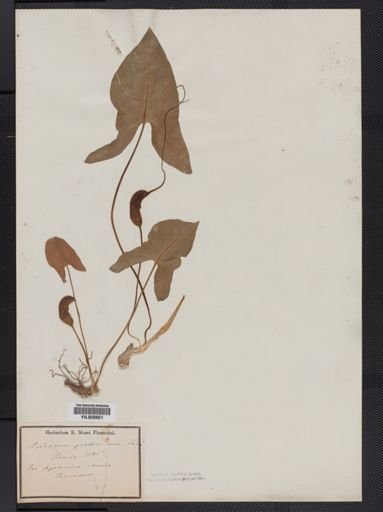 Arisaema
