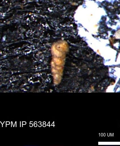 Verneuilinoides kansasensis