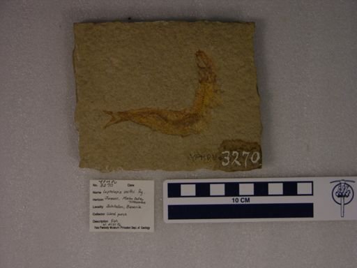 Leptolepis voithi