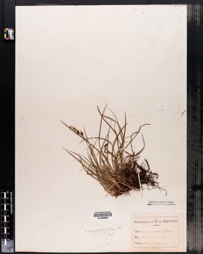 Carex