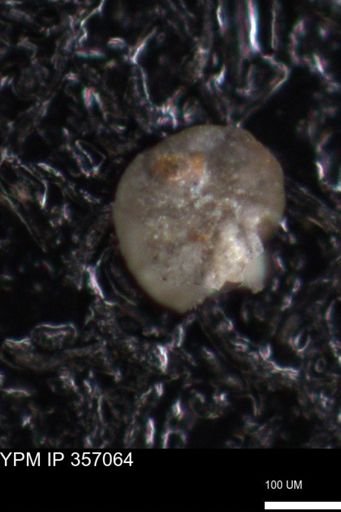 undet. Foraminiferida