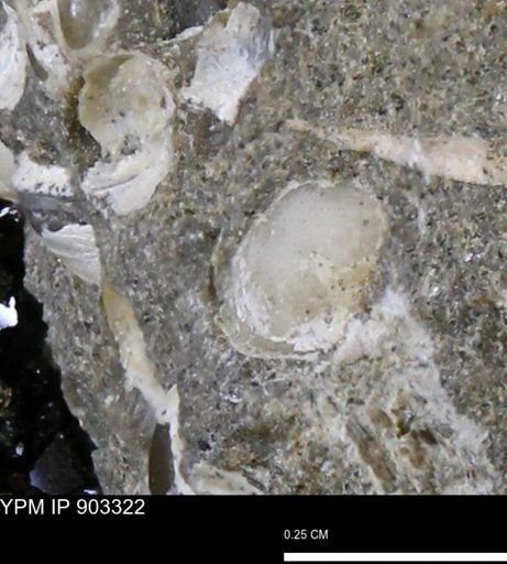 Corbulamella?