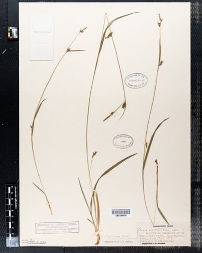 Carex styloflexa