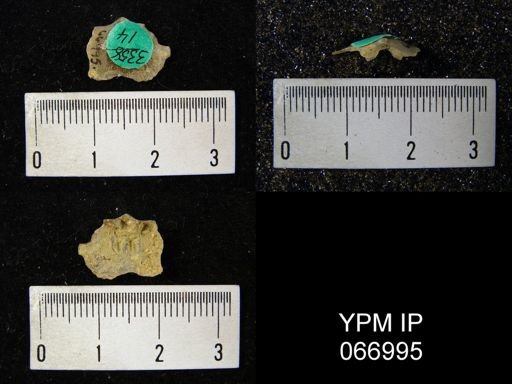 Schizophoria impressa