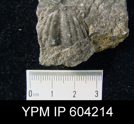 Spirifer cyclopterus