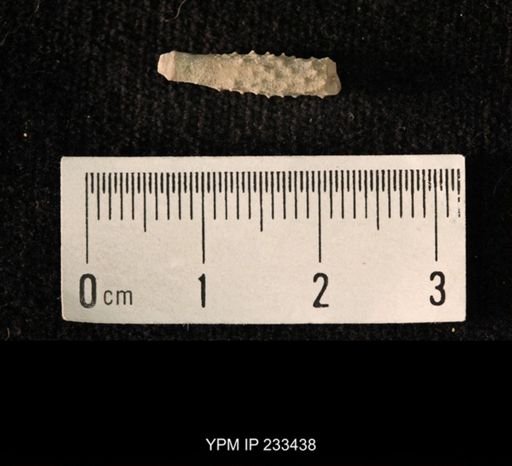 Archaeocidaris sp.