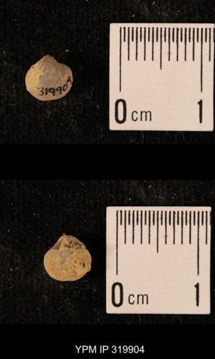 Ambocoelia planoconvexa