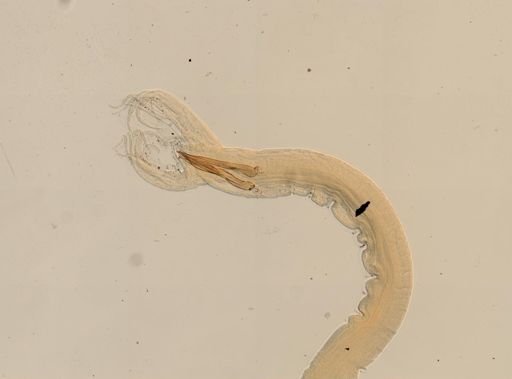 Haemonchus contortus
