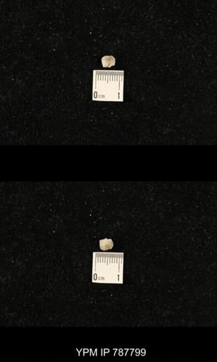 Meekella sp.