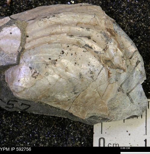 Inoceramus sp.
