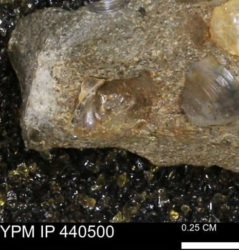 Protocardia subquadrata