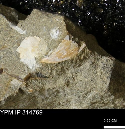 undet. Bivalvia