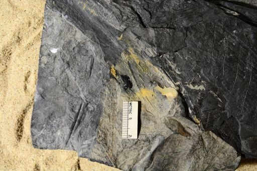 Calamites sp.