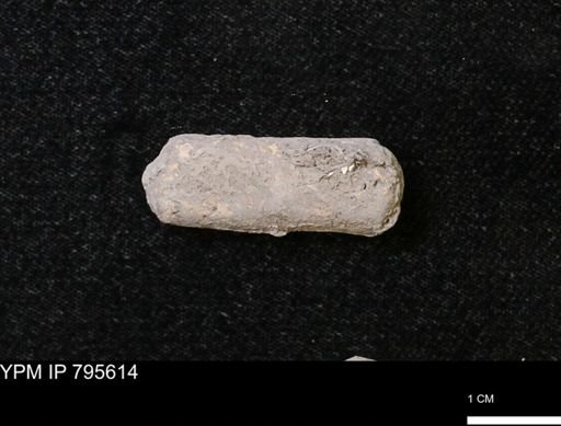 Baculites sp.