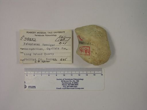 Teleoceras fossiger
