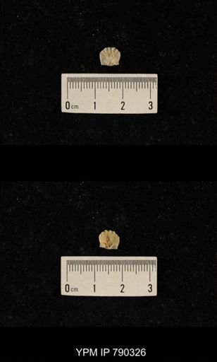 undet. Brachiopoda