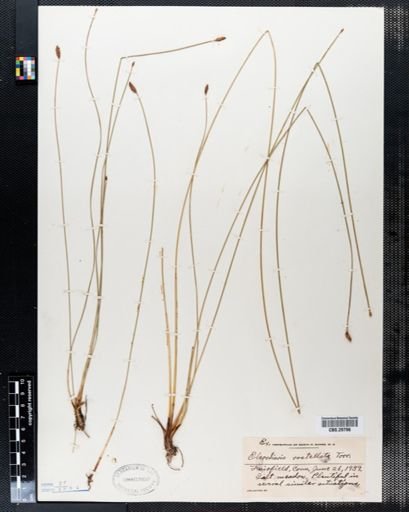 Eleocharis rostellata