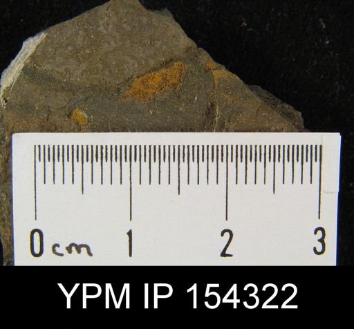 Protorthis wingi