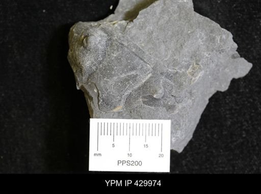 Dipleura dekayi