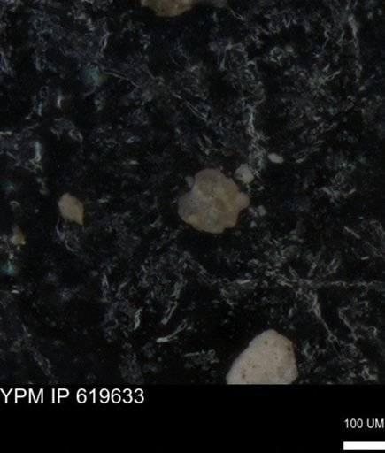 undet. Foraminiferida