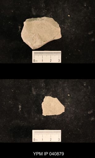 Liomopteridae