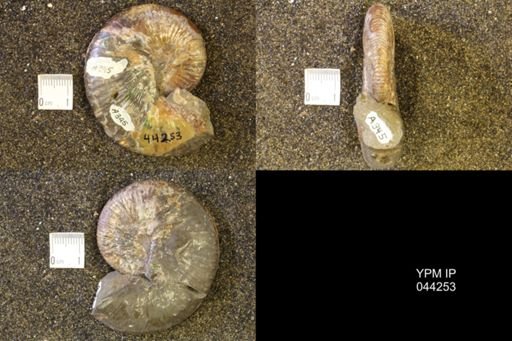 Hoploscaphites comprimus