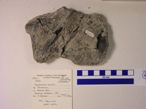 Dunkleosteus terrelli