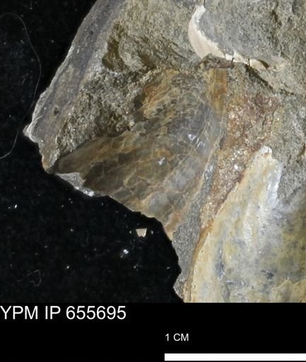 Pseudoptera?