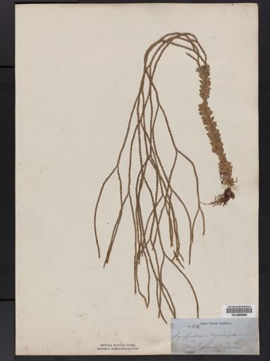 Lycopodium aqualupianum