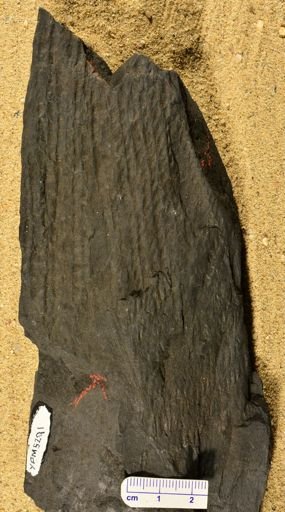 Sigillaria