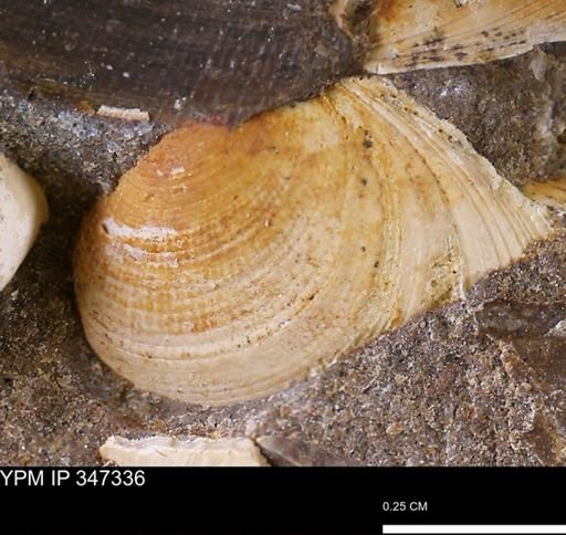 Limopsis striatopunctatus