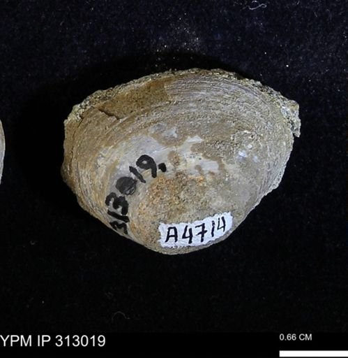 Corbicula