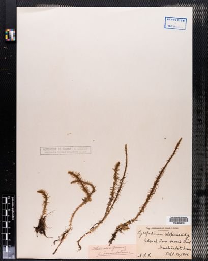 Lycopodium alopecuroides