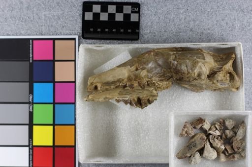 Daphoenus vetus