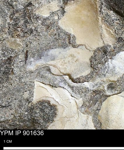 Inoceramus sp.