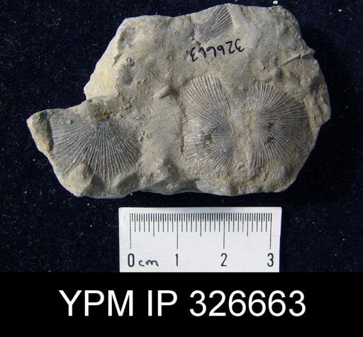 Schuchertella subplana