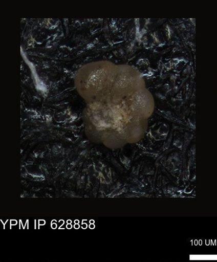 undet. Foraminiferida