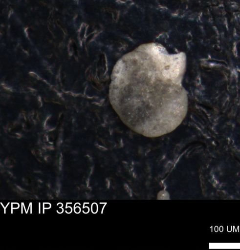undet. Foraminiferida