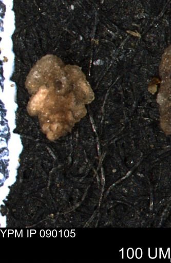 Verneuilina canadensis