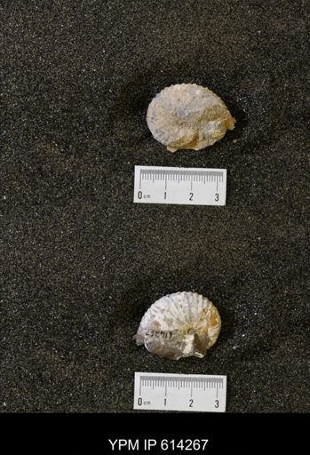 undet. Scaphitidae