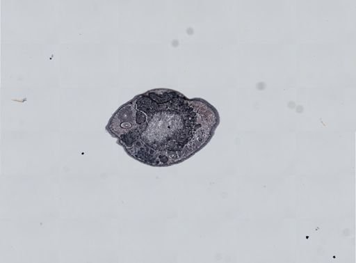 Plagiostomum cinctum