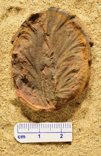 Aphlebia