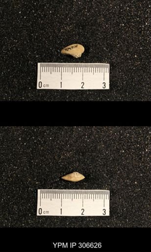 Phestia bellistriata