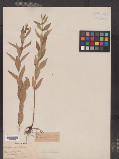 Lycopus amplectens