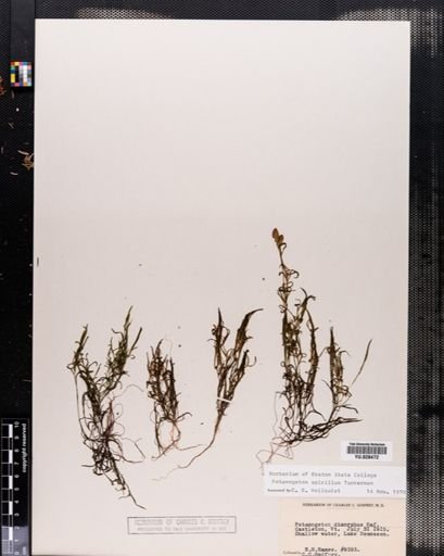 Potamogeton spirillus