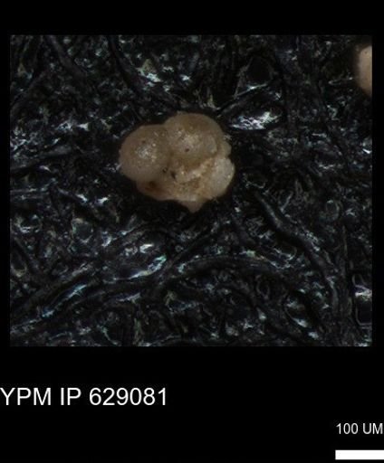 undet. Globigerinina