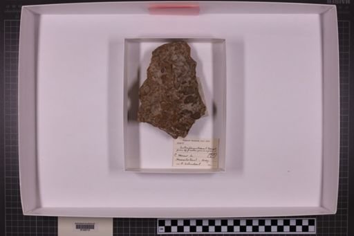 mixed taxa, stratigraphic collection