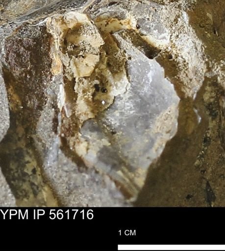 undet. Mollusca