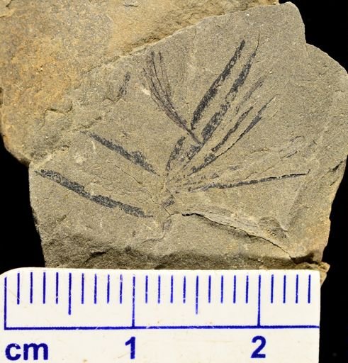Annularia sp.